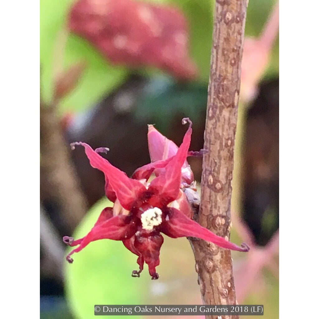Shrubs ~ Disanthus cercidifolius, Redbud Hazel ~ Dancing Oaks Nursery and Gardens ~ Retail Nursery ~ Mail Order Nursery