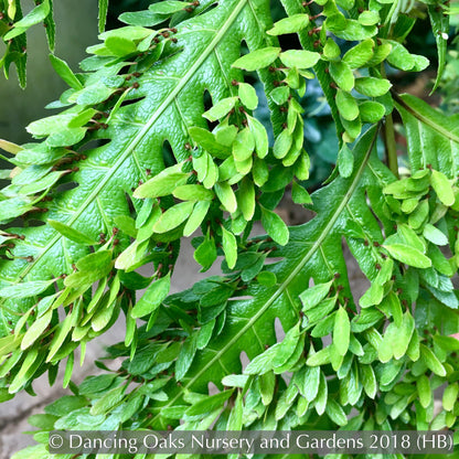 Ferns ~ Woodwardia orientalis, Oriental Chain Fern ~ Dancing Oaks Nursery and Gardens ~ Retail Nursery ~ Mail Order Nursery