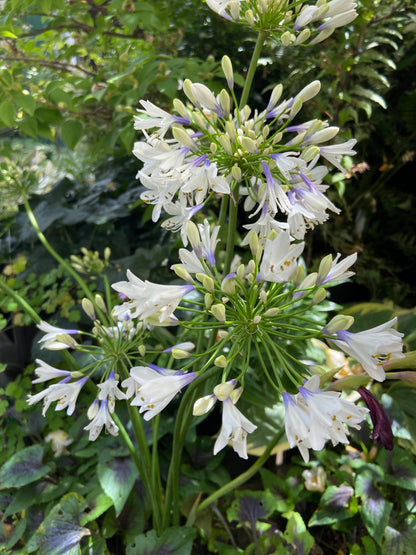 Perennials ~ Agapanthus Indigo Frost™ (syn. 'Twister' PP25,519) ~ Dancing Oaks Nursery and Gardens ~ Retail Nursery ~ Mail Order Nursery