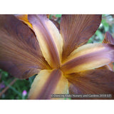 Perennials ~ Iris spuria 'Satinwood', Spuria Iris ~ Dancing Oaks Nursery and Gardens ~ Retail Nursery ~ Mail Order Nursery