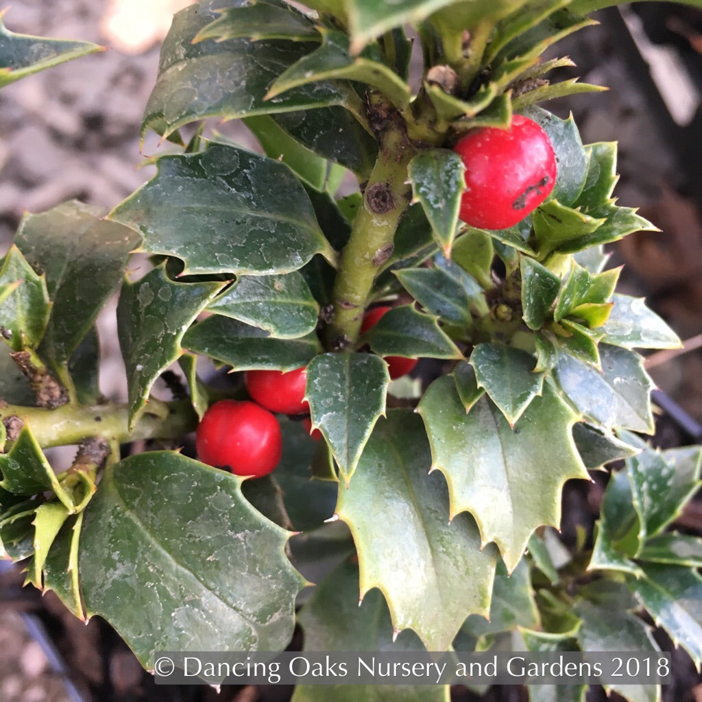 Shrubs ~ Ilex x 'Rock Garden', Rock Garden Holly ~ Dancing Oaks Nursery and Gardens ~ Retail Nursery ~ Mail Order Nursery