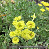 Perennials ~ Eriogonum umbellatum var. aureum, Buckwheat ~ Dancing Oaks Nursery and Gardens ~ Retail Nursery ~ Mail Order Nursery