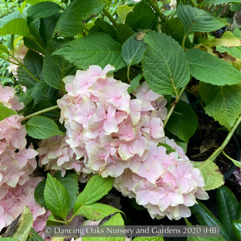 Shrubs ~ Hydrangea macrophylla 'All Summer Beauty', Bigleaf Hydrangea ~ Dancing Oaks Nursery and Gardens ~ Retail Nursery ~ Mail Order Nursery