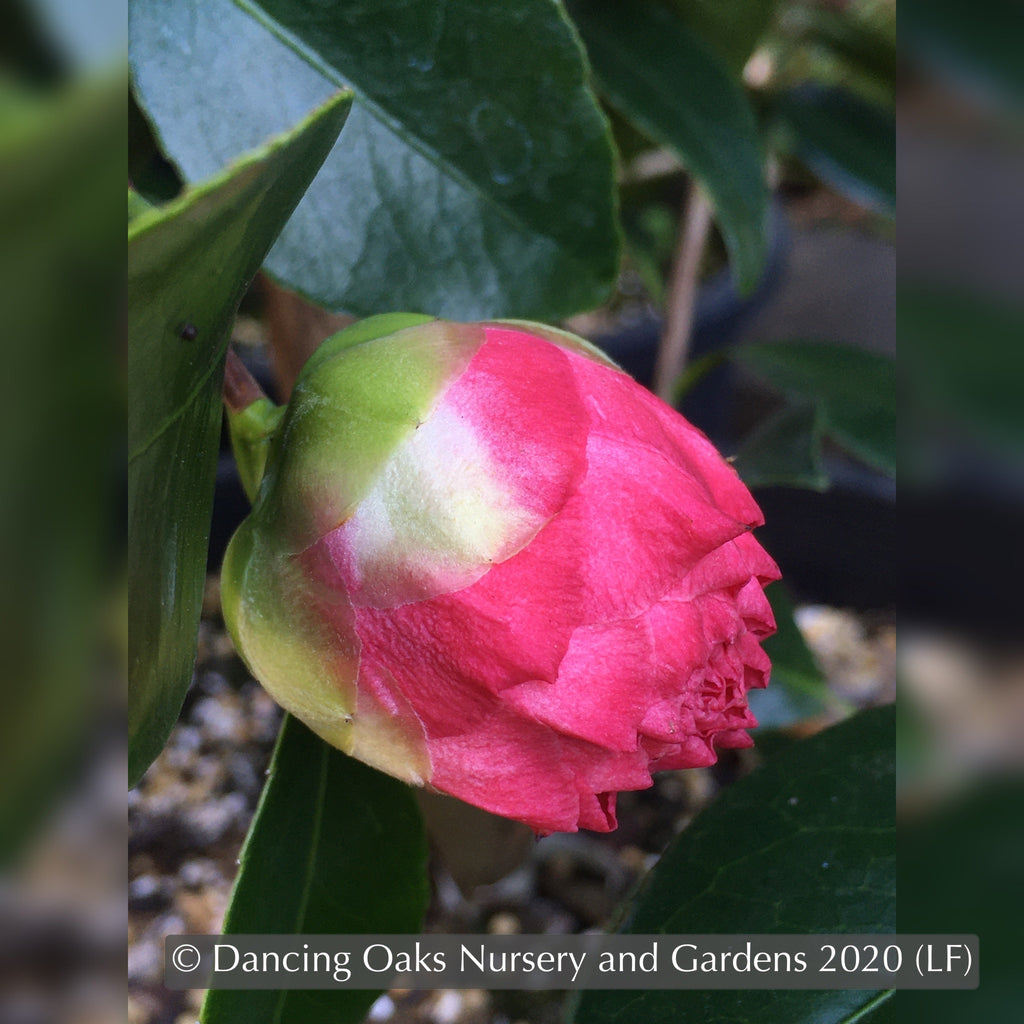 Camellia japonica 'Nuccio's Pearl' Dancing Oaks Nursery and Gardens