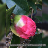 Shrubs ~ Camellia japonica 'Nuccio's Pearl' ~ Dancing Oaks Nursery and Gardens ~ Retail Nursery ~ Mail Order Nursery