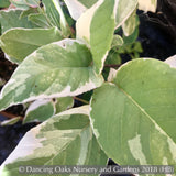 Shrubs ~ Fuchsia fulgens 'Variegata', Variegated Brilliant Fuchsia ~ Dancing Oaks Nursery and Gardens ~ Retail Nursery ~ Mail Order Nursery