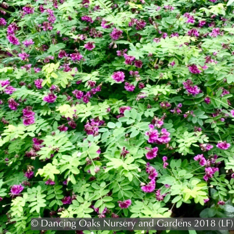 Perennials ~ Lathyrus niger, Black Pea, Black Vetchling ~ Dancing Oaks Nursery and Gardens ~ Retail Nursery ~ Mail Order Nursery