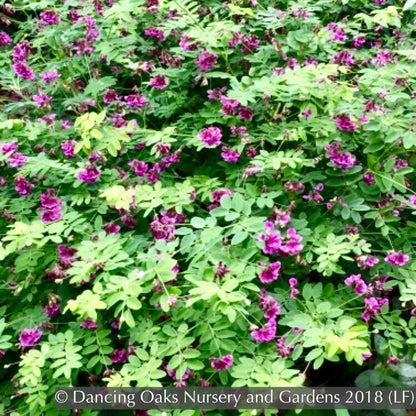 Perennials ~ Lathyrus niger, Black Pea, Black Vetchling ~ Dancing Oaks Nursery and Gardens ~ Retail Nursery ~ Mail Order Nursery