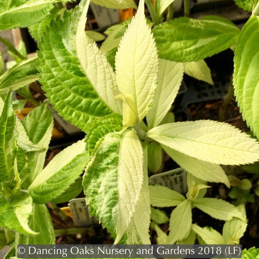Perennials ~ Comanthosphace (syn. Leucosceptrum) japonica 'Variegatum', Japanese Mint ~ Dancing Oaks Nursery and Gardens ~ Retail Nursery ~ Mail Order Nursery