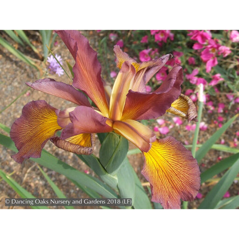 Perennials ~ Iris spuria 'Salmon Sunset', Spuria Iris ~ Dancing Oaks Nursery and Gardens ~ Retail Nursery ~ Mail Order Nursery