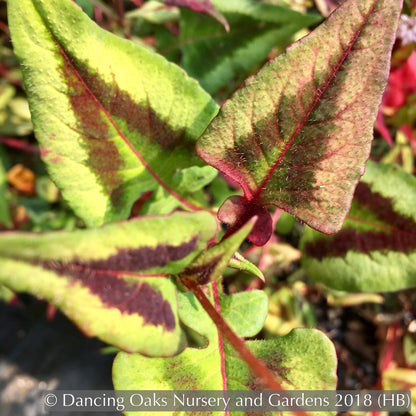 Perennials ~ Persicaria microcephala 'Purple Fantasy', Fleeceflower, Floating Arrows ~ Dancing Oaks Nursery and Gardens ~ Retail Nursery ~ Mail Order Nursery
