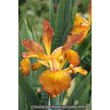 Perennials ~ Iris spuria 'Missouri Autumn', Spuria Iris ~ Dancing Oaks Nursery and Gardens ~ Retail Nursery ~ Mail Order Nursery