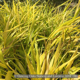 Grasses ~ Hakonechloa macra 'All Gold', Japanese Forest Grass ~ Dancing Oaks Nursery and Gardens ~ Retail Nursery ~ Mail Order Nursery