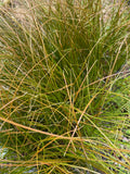Grasses ~ Carex testacea, Orange New Zealand Sedge ~ Dancing Oaks Nursery and Gardens ~ Retail Nursery ~ Mail Order Nursery