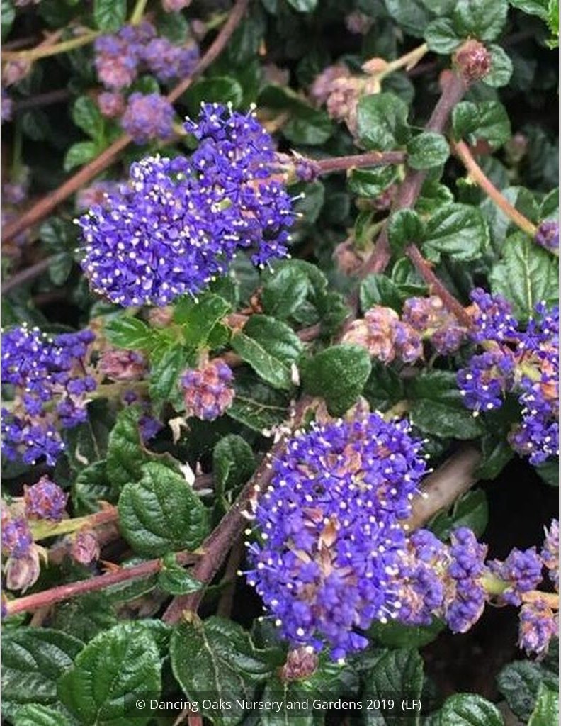 Shrubs ~ Ceanothus 'Centennial', California Lilac ~ Dancing Oaks Nursery and Gardens ~ Retail Nursery ~ Mail Order Nursery