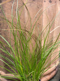 Grasses ~ Carex testacea, Orange New Zealand Sedge ~ Dancing Oaks Nursery and Gardens ~ Retail Nursery ~ Mail Order Nursery