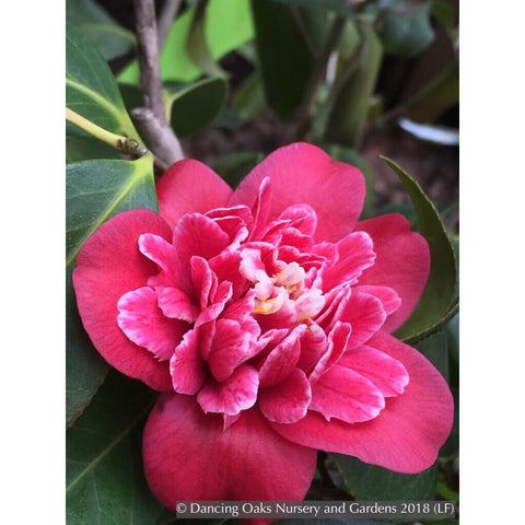 Shrubs ~ Camellia japonica 'Shikibu', Japanese Camellia ~ Dancing Oaks Nursery and Gardens ~ Retail Nursery ~ Mail Order Nursery