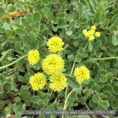 Perennials ~ Eriogonum umbellatum var. aureum, Buckwheat ~ Dancing Oaks Nursery and Gardens ~ Retail Nursery ~ Mail Order Nursery