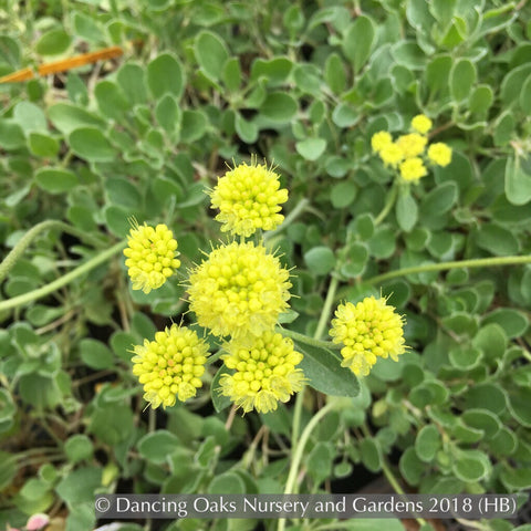 Perennials ~ Eriogonum umbellatum var. aureum, Buckwheat ~ Dancing Oaks Nursery and Gardens ~ Retail Nursery ~ Mail Order Nursery