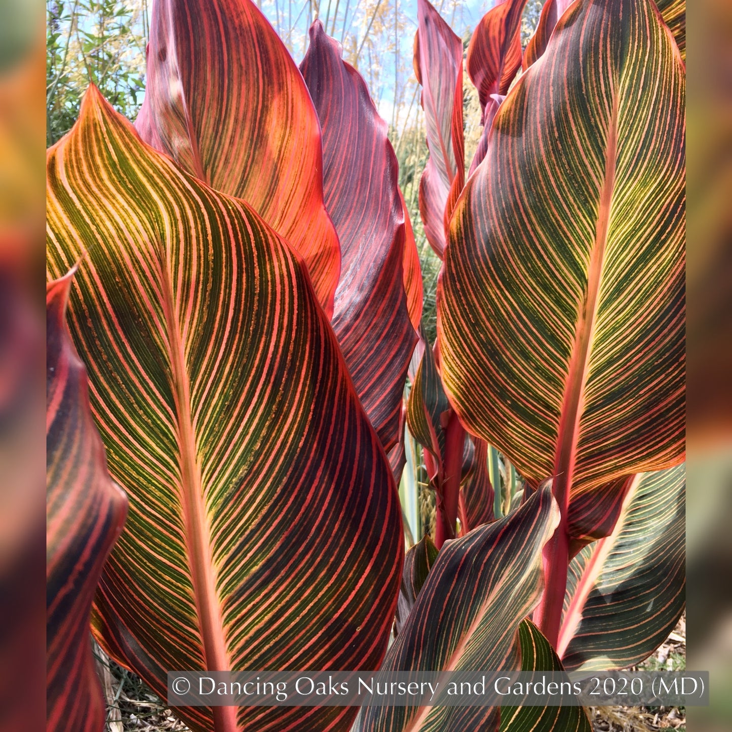 Bulbs & Tubers ~ Canna 'Phasion' (syn. C. ‘Durban’, C., ‘Tropicana’), Variegated Canna Lily ~ Dancing Oaks Nursery and Gardens ~ Retail Nursery ~ Mail Order Nursery