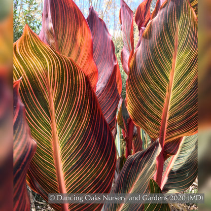 Bulbs & Tubers ~ Canna 'Phasion' (syn. C. ‘Durban’, C., ‘Tropicana’), Variegated Canna Lily ~ Dancing Oaks Nursery and Gardens ~ Retail Nursery ~ Mail Order Nursery