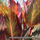 Bulbs & Tubers ~ Canna 'Phasion' (syn. C. ‘Durban’, C., ‘Tropicana’), Variegated Canna Lily ~ Dancing Oaks Nursery and Gardens ~ Retail Nursery ~ Mail Order Nursery