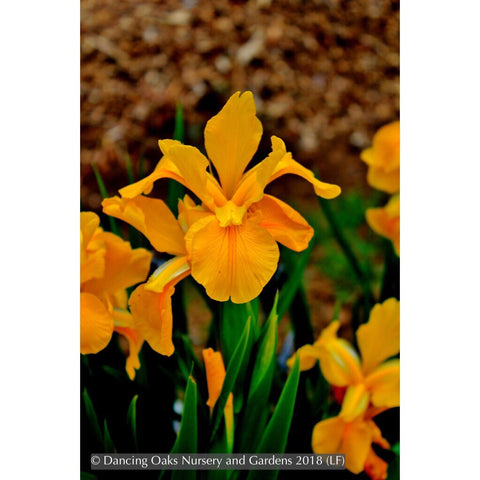 Perennials ~ Iris spuria 'Goldmania', Spuria Iris ~ Dancing Oaks Nursery and Gardens ~ Retail Nursery ~ Mail Order Nursery
