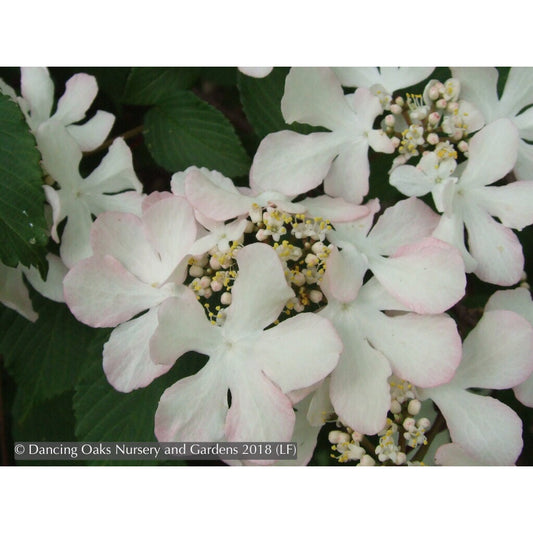 Shrubs ~ Viburnum plicatum f. tomentosum 'Pink Beauty', Pink Beauty Japanese Snowball ~ Dancing Oaks Nursery and Gardens ~ Retail Nursery ~ Mail Order Nursery