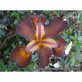 Perennials ~ Iris spuria 'Satinwood', Spuria Iris ~ Dancing Oaks Nursery and Gardens ~ Retail Nursery ~ Mail Order Nursery