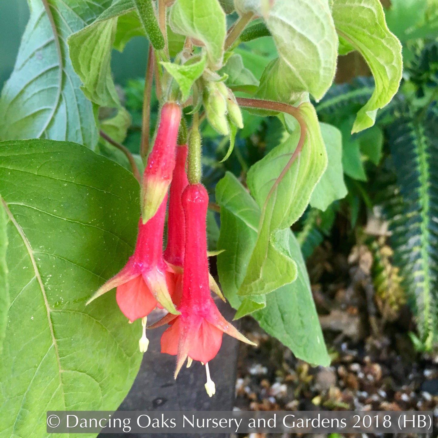 Perennials ~ Fuchsia 'Speciosa', Hardy Fuchsia ~ Dancing Oaks Nursery and Gardens ~ Retail Nursery ~ Mail Order Nursery