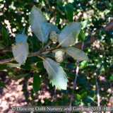 Shrubs ~ Quercus x wislizenii, Hybrid Interior Live Oak ~ Dancing Oaks Nursery and Gardens ~ Retail Nursery ~ Mail Order Nursery