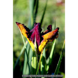 Perennials ~ Iris spuria 'Sultan's Sash', Spuria Iris ~ Dancing Oaks Nursery and Gardens ~ Retail Nursery ~ Mail Order Nursery