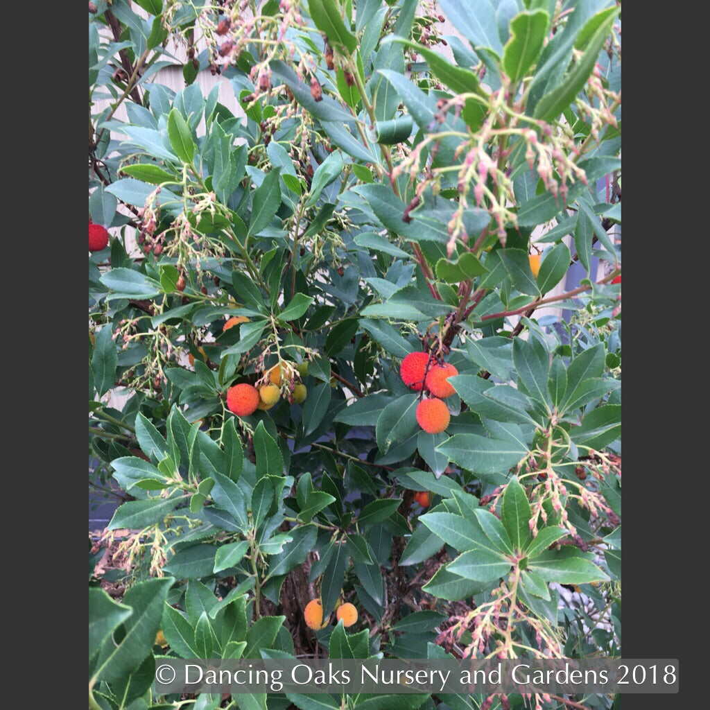 Shrubs ~ Arbutus unedo 'Oktoberfest', Strawberry Tree ~ Dancing Oaks Nursery and Gardens ~ Retail Nursery ~ Mail Order Nursery