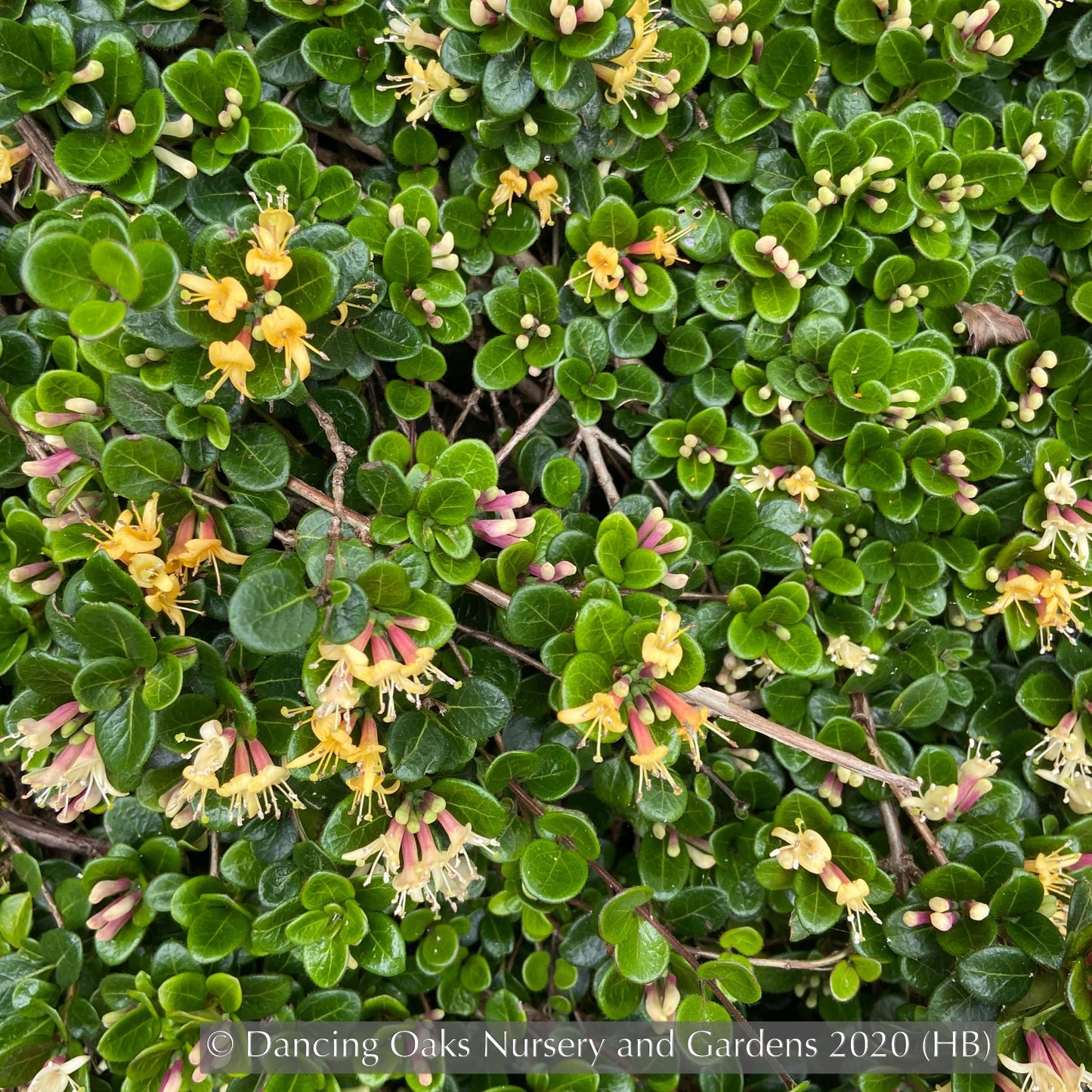 Ground Covers ~ Lonicera crassifolia, Evergreen Honeysuckle ~ Dancing Oaks Nursery and Gardens ~ Retail Nursery ~ Mail Order Nursery