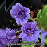Perennials ~ Primula x acaulis 'Blueberry Swirl', Primrose ~ Dancing Oaks Nursery and Gardens ~ Retail Nursery ~ Mail Order Nursery
