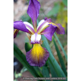 Perennials ~ Iris spuria 'Highline Amethyst', Spuria Iris ~ Dancing Oaks Nursery and Gardens ~ Retail Nursery ~ Mail Order Nursery