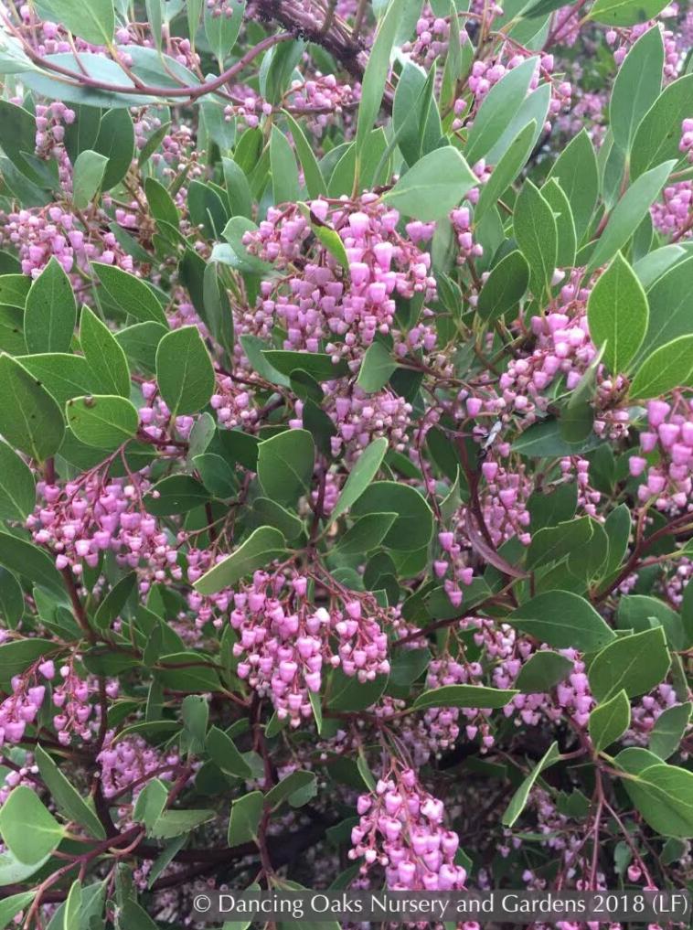 Shrubs ~ Arctostaphylos x 'Sonoma', Manzanita ~ Dancing Oaks Nursery and Gardens ~ Retail Nursery ~ Mail Order Nursery
