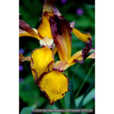 Perennials ~ Iris spuria 'Redwood Supreme', Spuria Iris ~ Dancing Oaks Nursery and Gardens ~ Retail Nursery ~ Mail Order Nursery