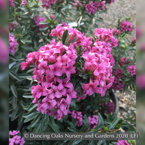 Tanakaea radicans, Japanese Foam Flower – Dancing Oaks Nursery and Gardens