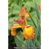 Perennials ~ Iris spuria 'Missouri Autumn', Spuria Iris ~ Dancing Oaks Nursery and Gardens ~ Retail Nursery ~ Mail Order Nursery