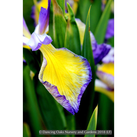 Iris spuria 'Adriatic Blue' – Dancing Oaks Nursery and Gardens