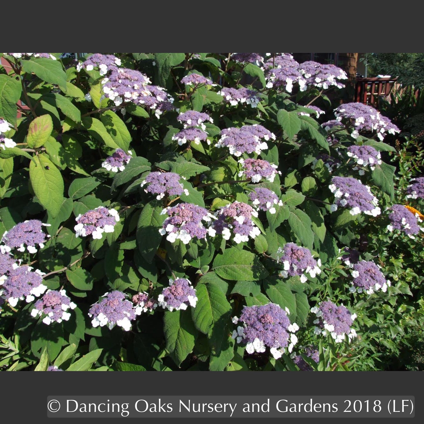 Shrubs ~ Hydrangea aspera ssp sargentiana ~ Dancing Oaks Nursery and Gardens ~ Retail Nursery ~ Mail Order Nursery