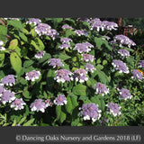 Shrubs ~ Hydrangea aspera ssp sargentiana ~ Dancing Oaks Nursery and Gardens ~ Retail Nursery ~ Mail Order Nursery
