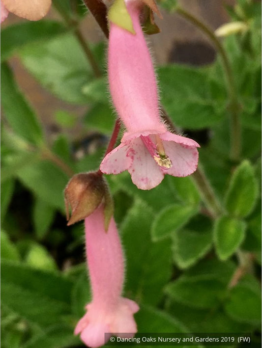 Perennials ~ Sinningia 'Invasion Force', Hardy Pink Gloxinia ~ Dancing Oaks Nursery and Gardens ~ Retail Nursery ~ Mail Order Nursery