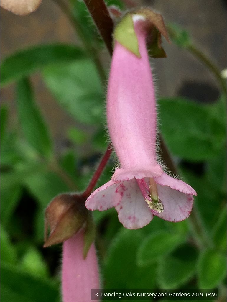 Perennials ~ Sinningia 'Invasion Force', Hardy Pink Gloxinia ~ Dancing Oaks Nursery and Gardens ~ Retail Nursery ~ Mail Order Nursery