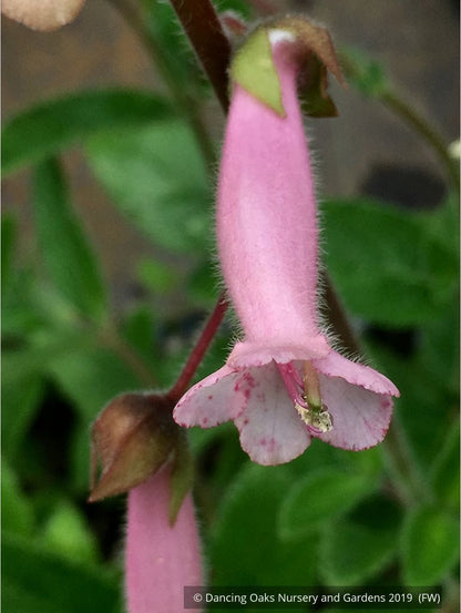 Perennials ~ Sinningia 'Invasion Force', Hardy Pink Gloxinia ~ Dancing Oaks Nursery and Gardens ~ Retail Nursery ~ Mail Order Nursery