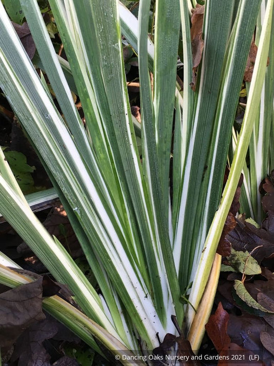 Perennials ~ Iris foetidissima 'Variegata', Gladwyn Iris ~ Dancing Oaks Nursery and Gardens ~ Retail Nursery ~ Mail Order Nursery