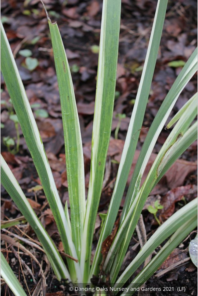 Perennials ~ Iris foetidissima 'Variegata', Gladwyn Iris ~ Dancing Oaks Nursery and Gardens ~ Retail Nursery ~ Mail Order Nursery