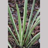Perennials ~ Iris foetidissima 'Variegata', Gladwyn Iris ~ Dancing Oaks Nursery and Gardens ~ Retail Nursery ~ Mail Order Nursery