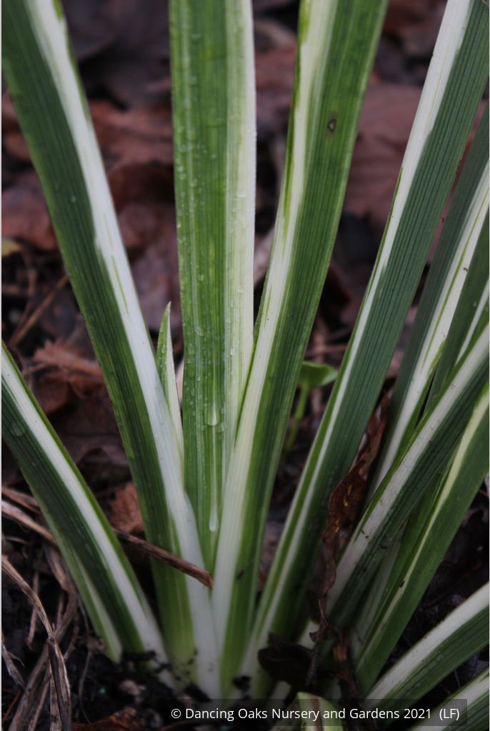 Perennials ~ Iris foetidissima 'Variegata', Gladwyn Iris ~ Dancing Oaks Nursery and Gardens ~ Retail Nursery ~ Mail Order Nursery